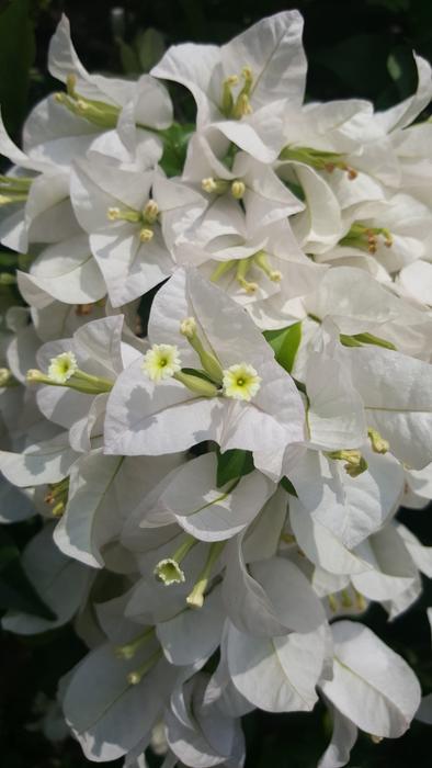 White Flower Nature