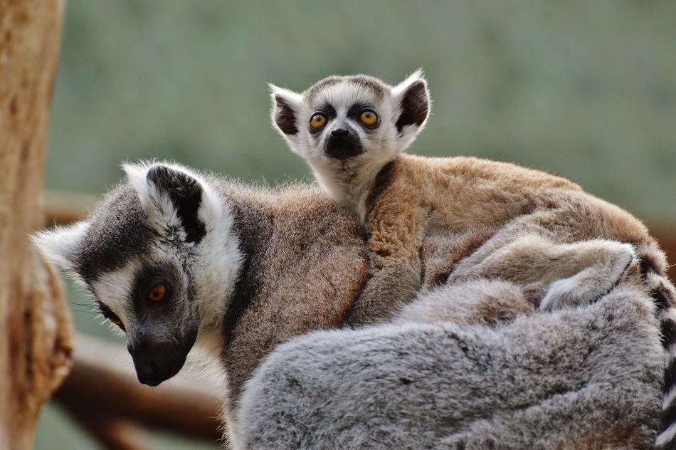 Ape Lemur Animal World