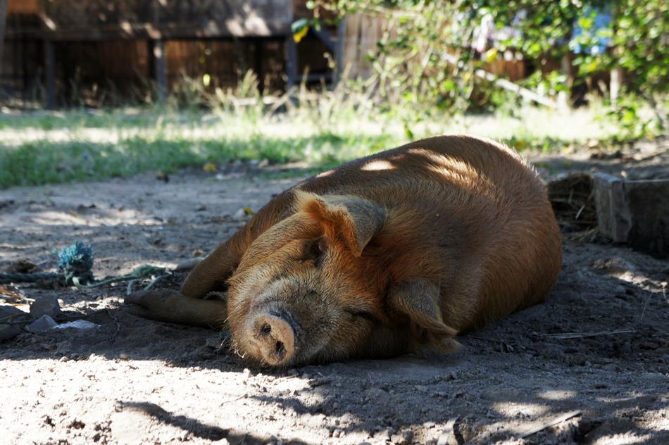 Pig Happy Concerns