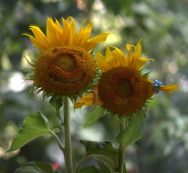 Sunflower Pair Love