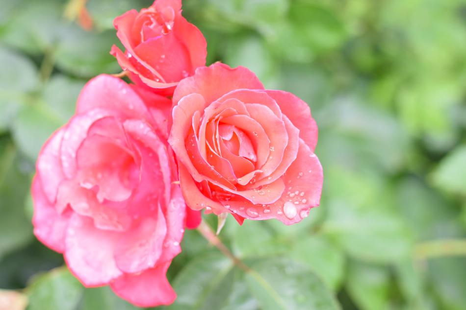 Rose Flower Petal