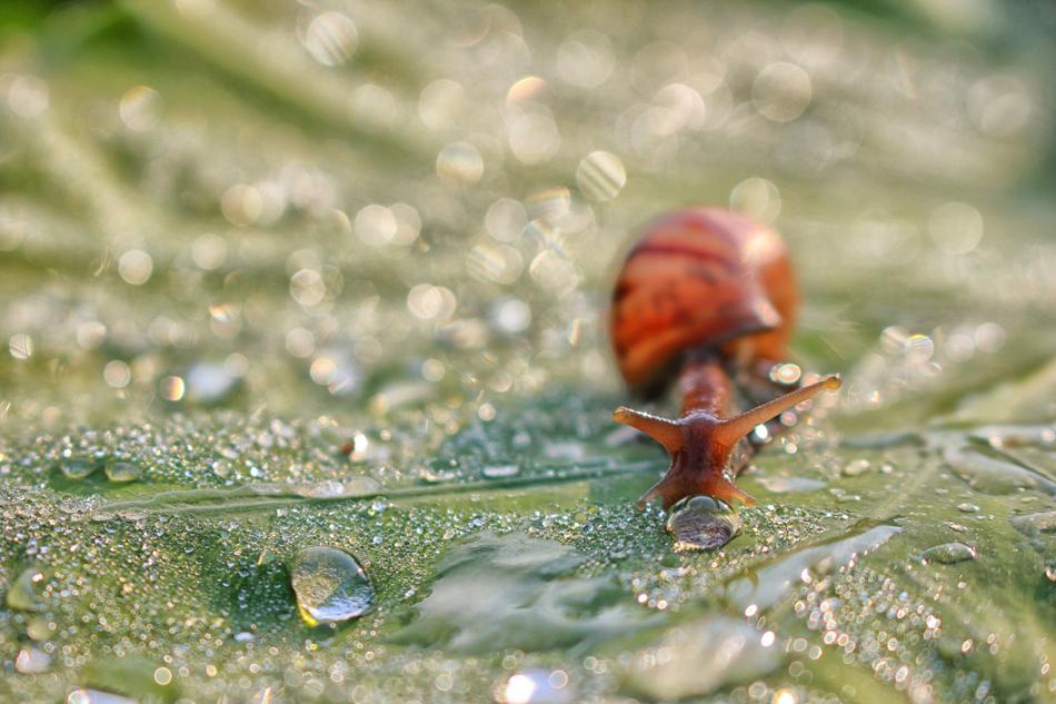 Snail and Dew Drops on Leaf