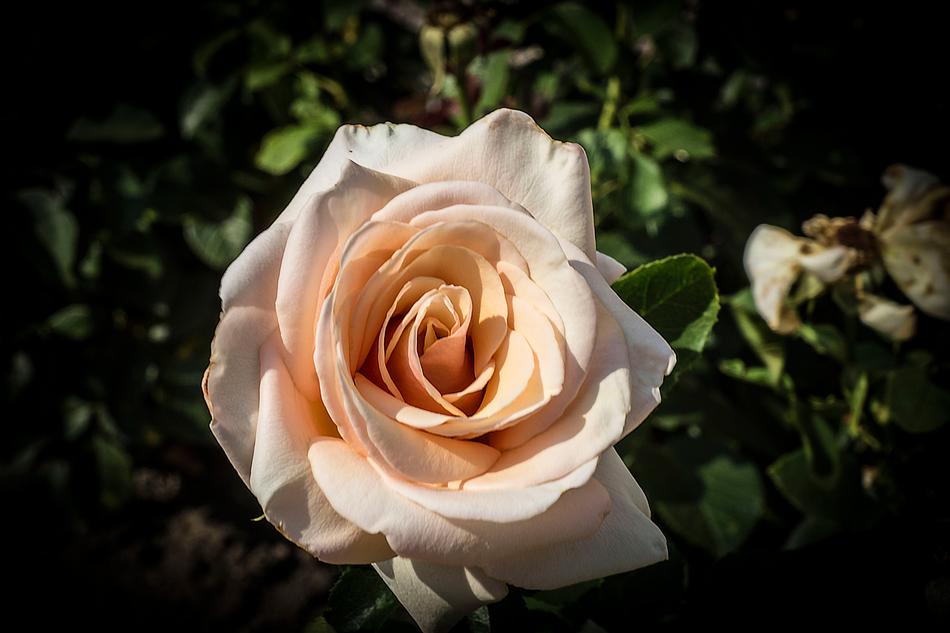 Rose Flower Blossom