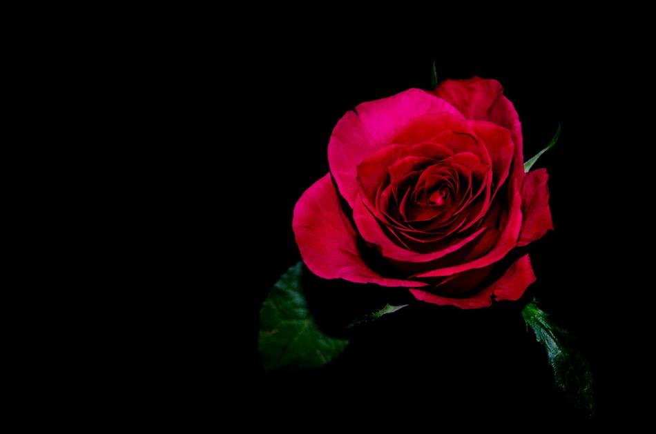Flower Flowers Rose