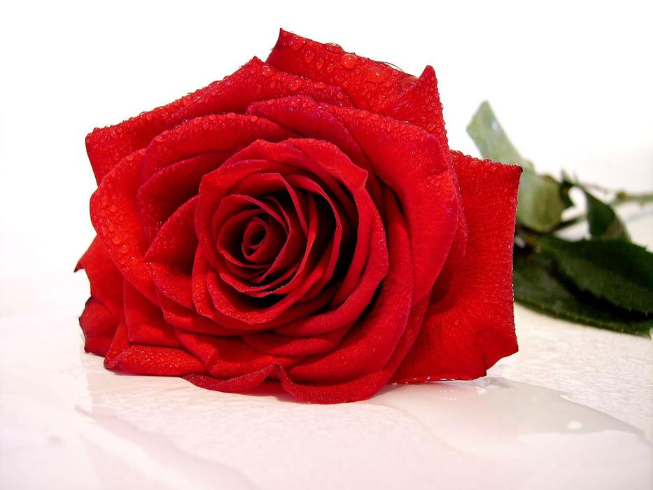Rose Red Flower
