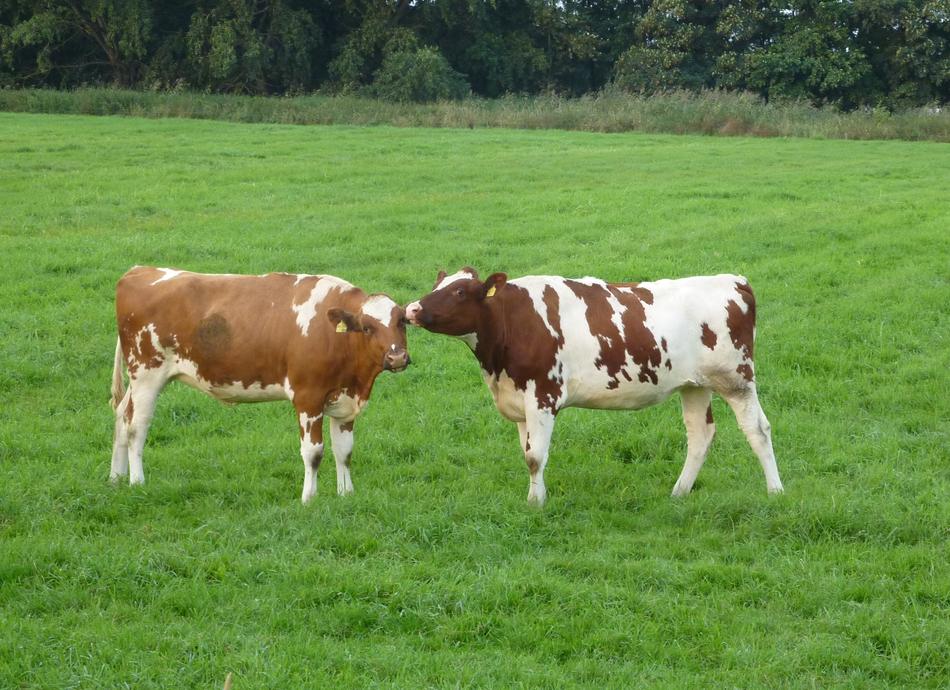 domestic Cows Calves Cattle