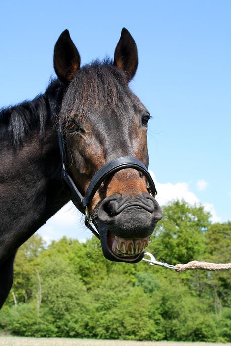 Horse Laughing Animal