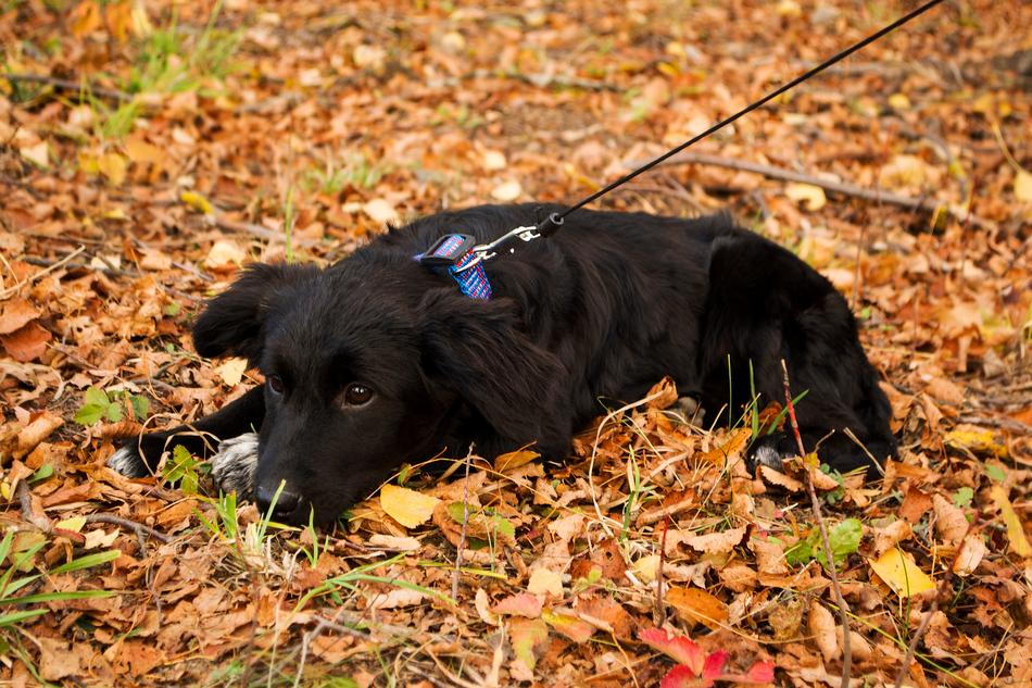 Puppy Black Sadness