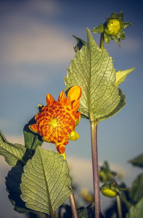 autumn Dahlia Blossoms