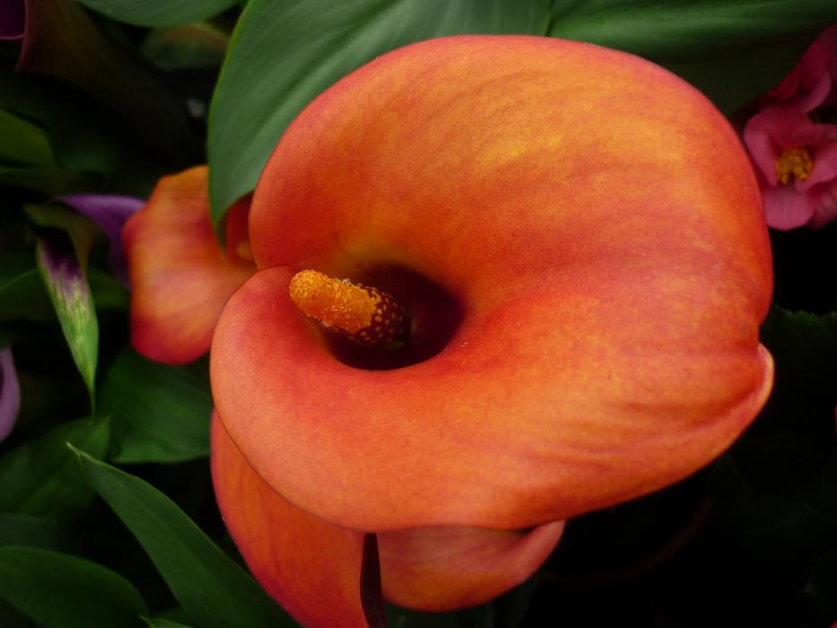 Kalla Nature Hybrid