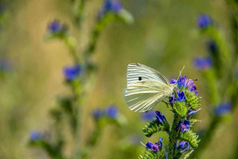 Butterfly Nature Insect