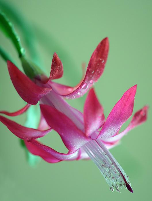 Nature Flower Plant