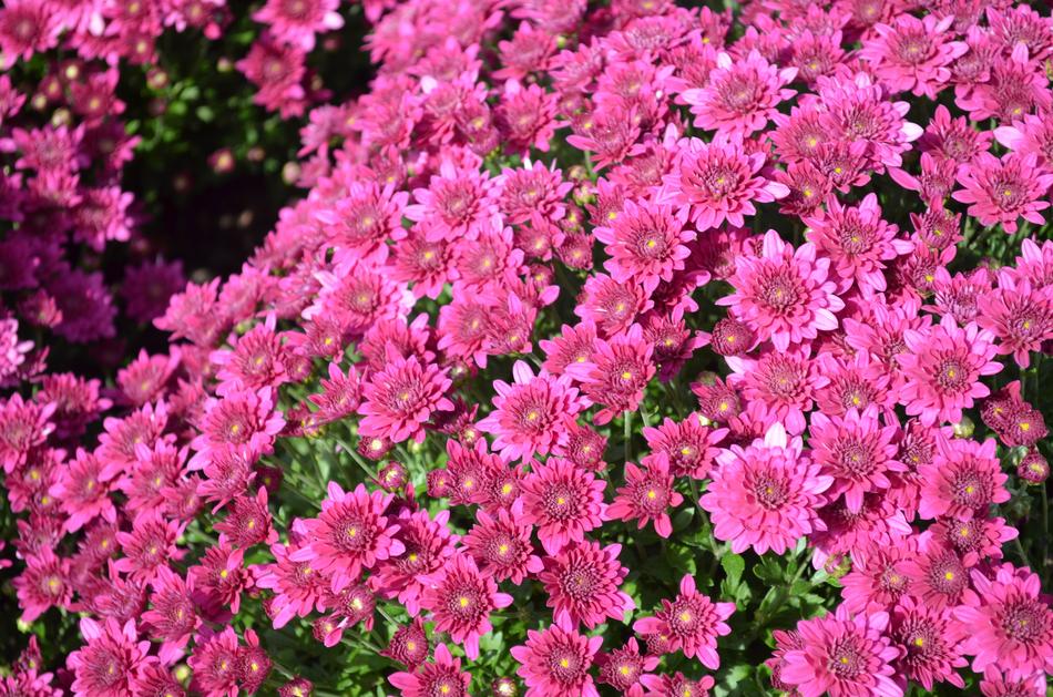 Pink Flowers Spring