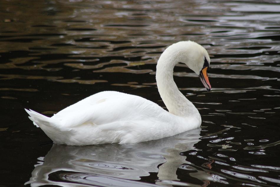 Bird Swan White