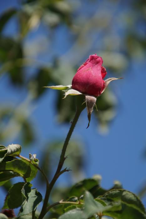 Rose Mme Knorr