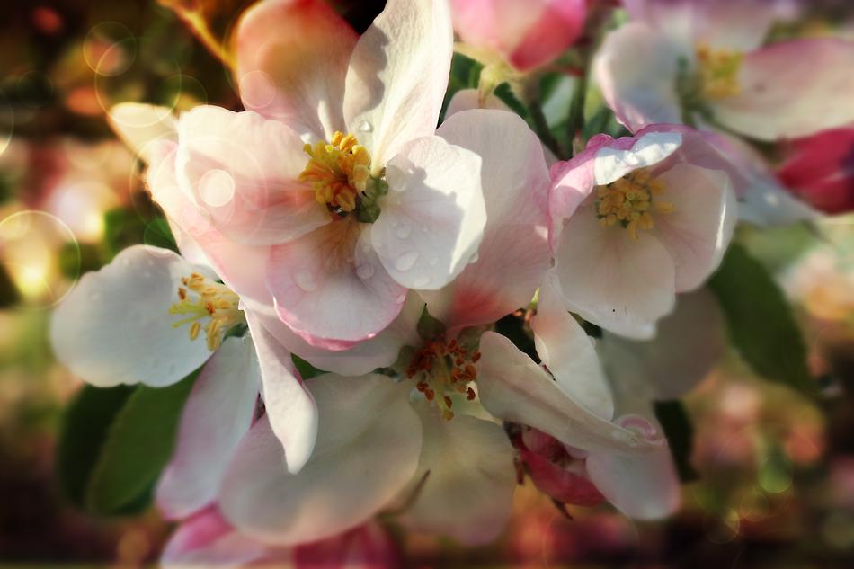 Flower Apple Spring