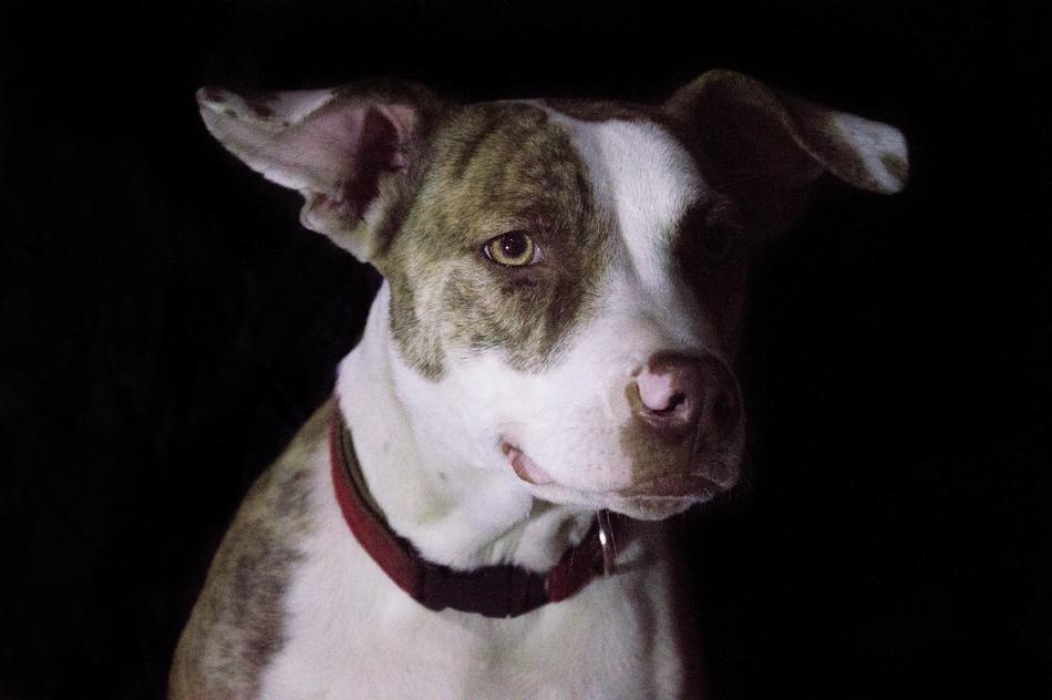 Pitbull Canine Female