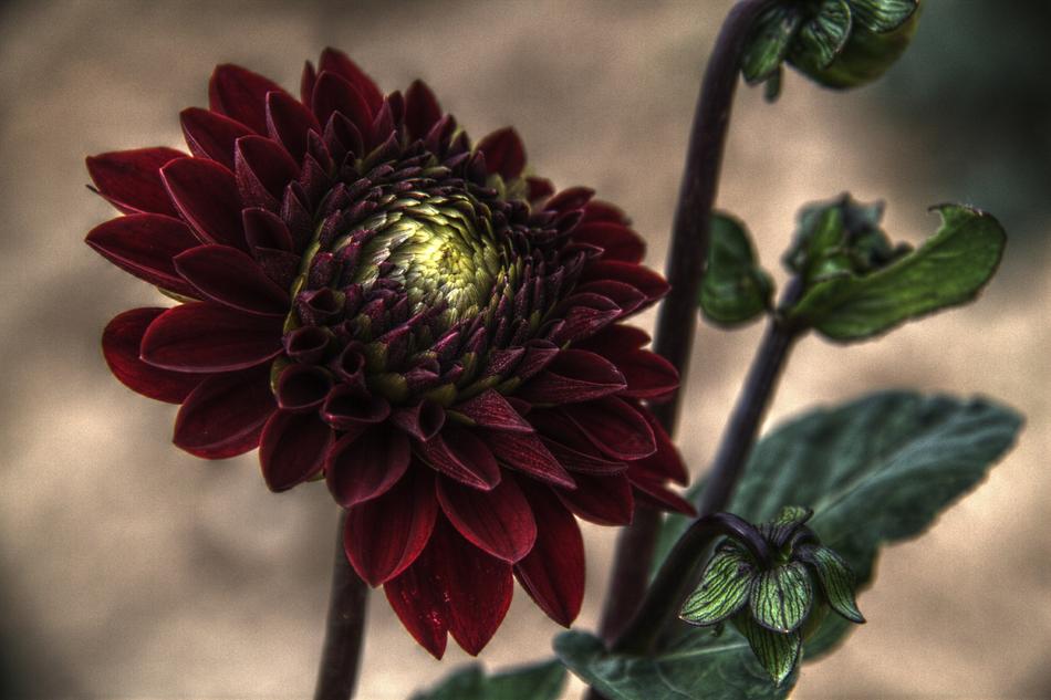 Flower Plant Nature