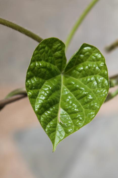 Emotion Love Heart