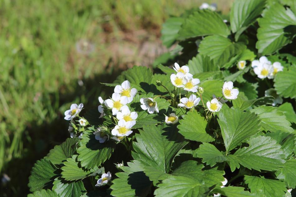 Nature Plant Flower