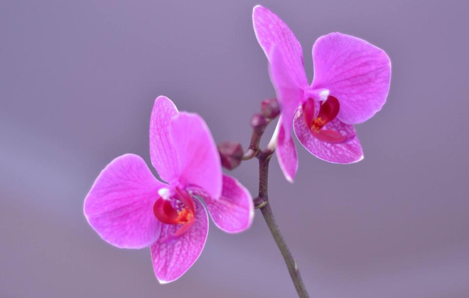 Photo Flower Photography