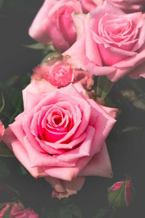 Rose Flower Petal