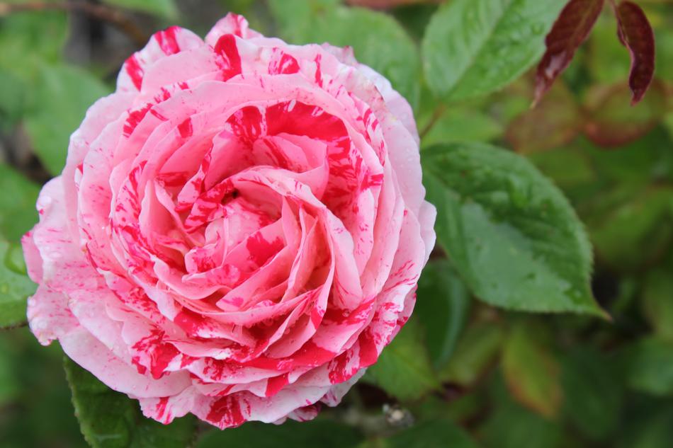 Painted pink Rose in Garden
