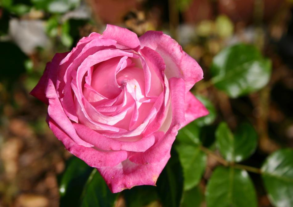 Rose Flower Blossom