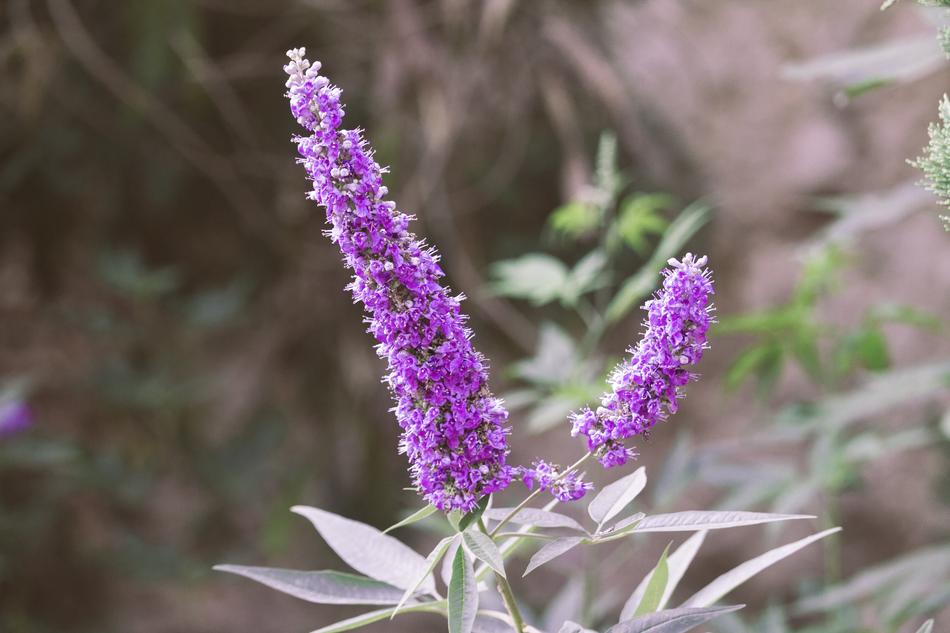 Flower Nature Small