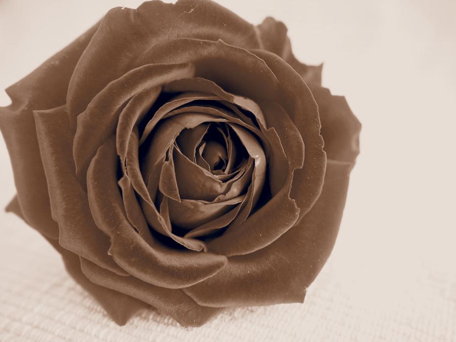 Retro background with Rose Bloom