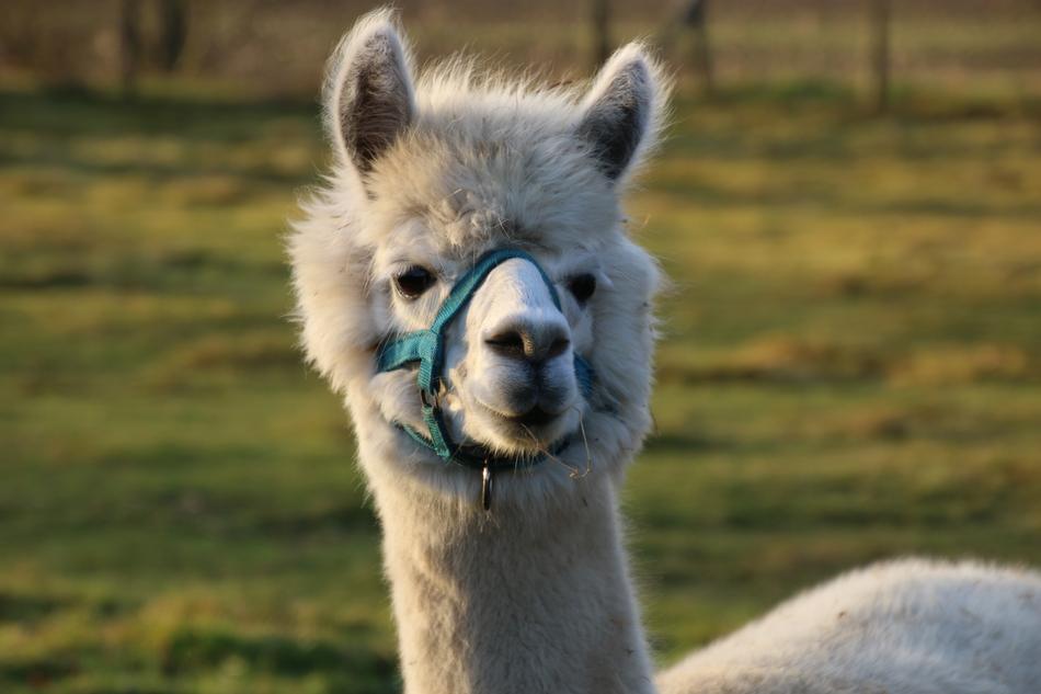 Happy Alpaca on Meadow