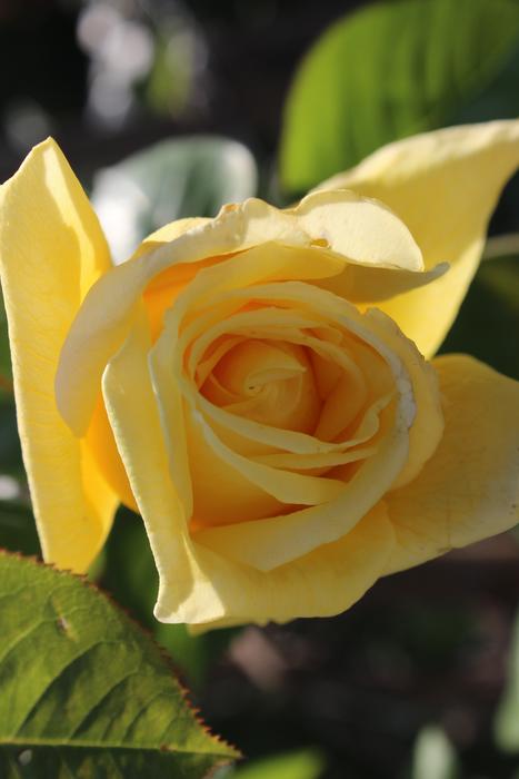 yellow Rose Flower bud