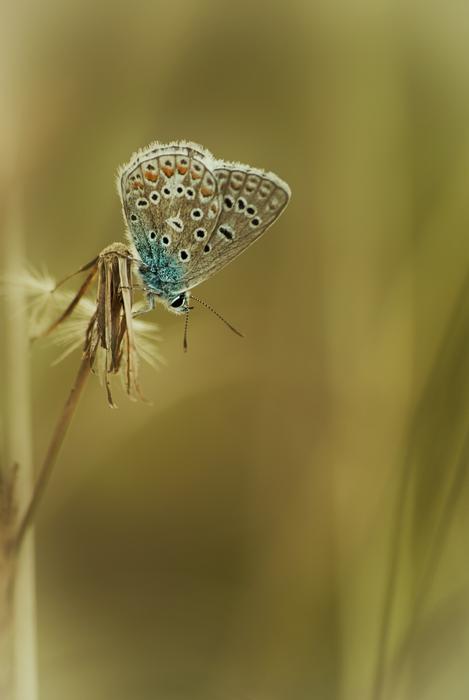 Butterfly Nature Soft Focus Depth