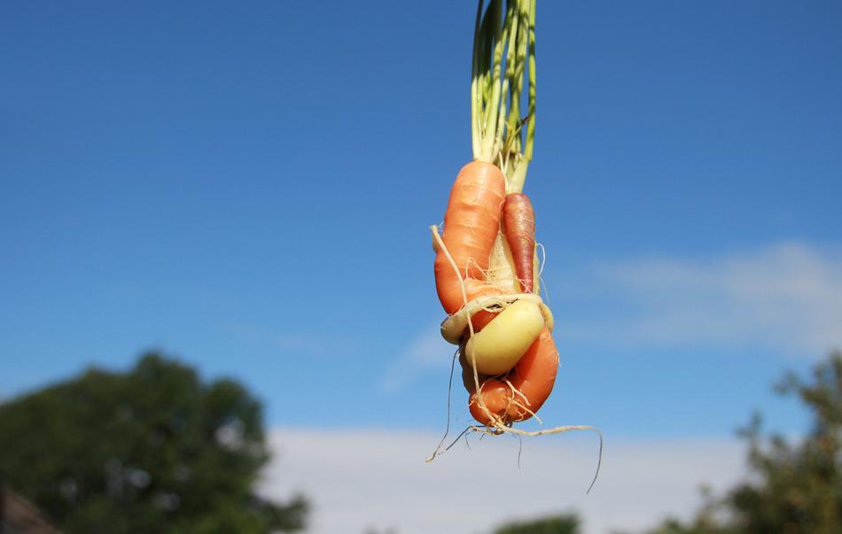 Vegetables Root Family