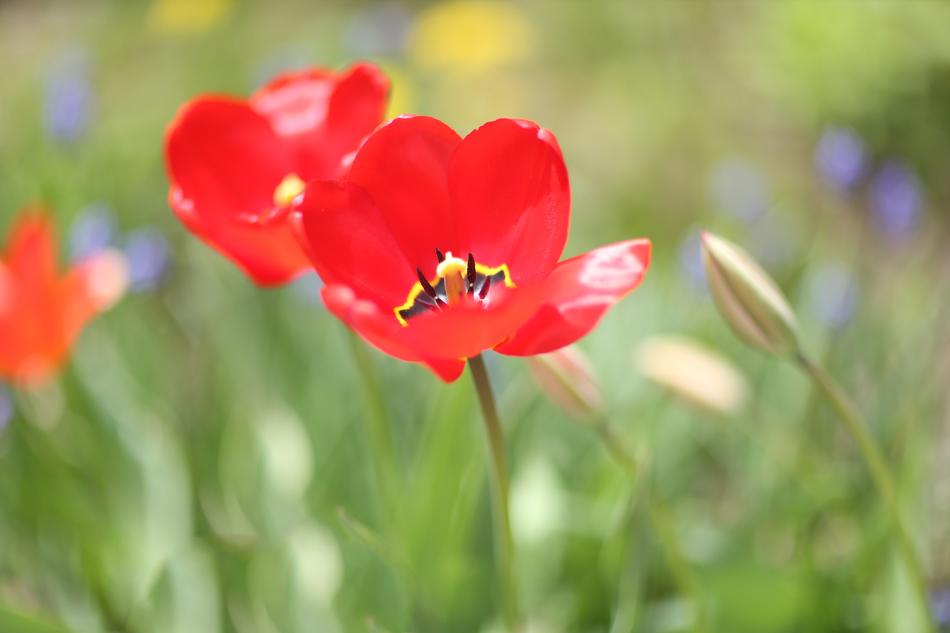 Flower For Post Card Red