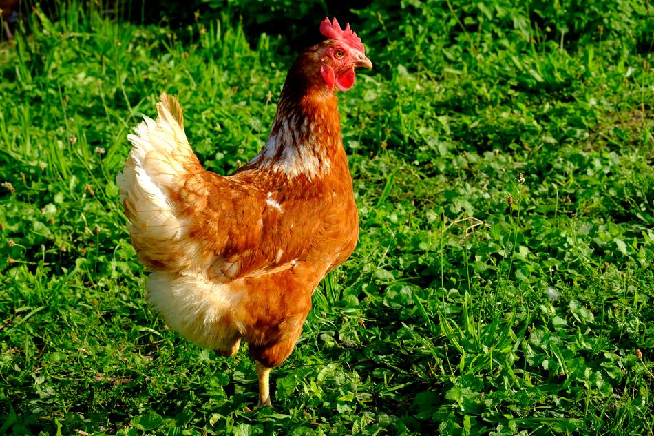 Chicken Outdoor Poultry