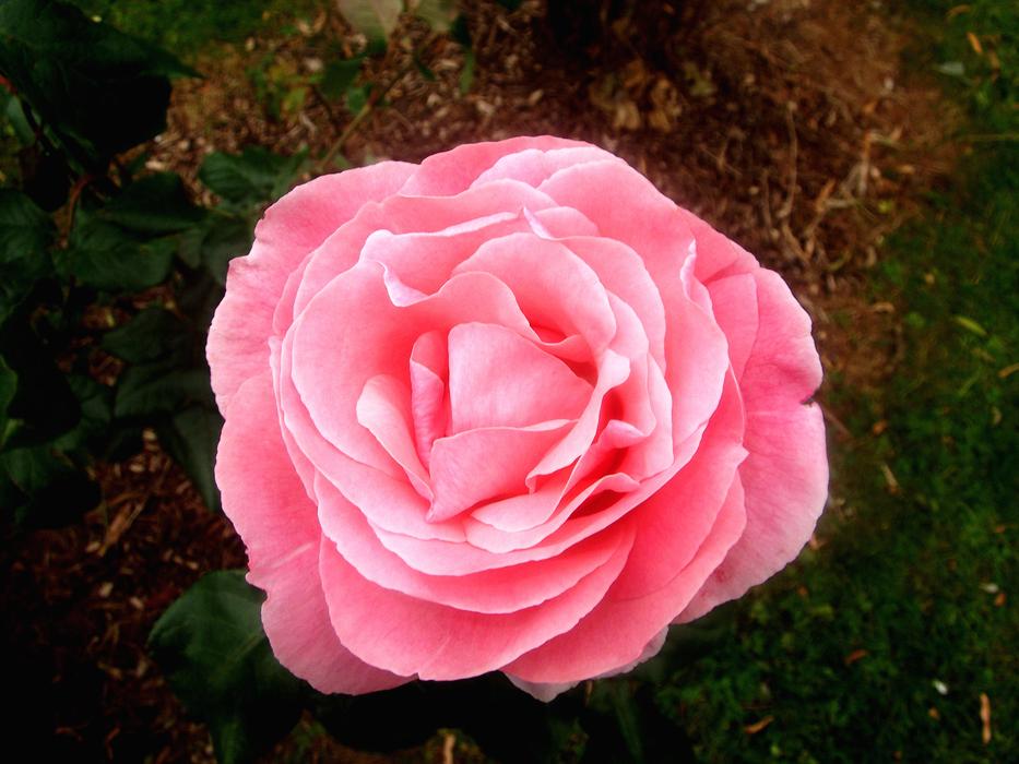 Rose Pink Flower