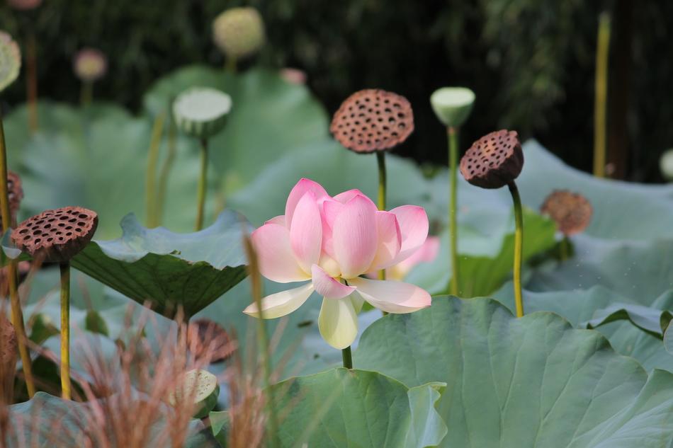 Beautiful Bloom Blooming