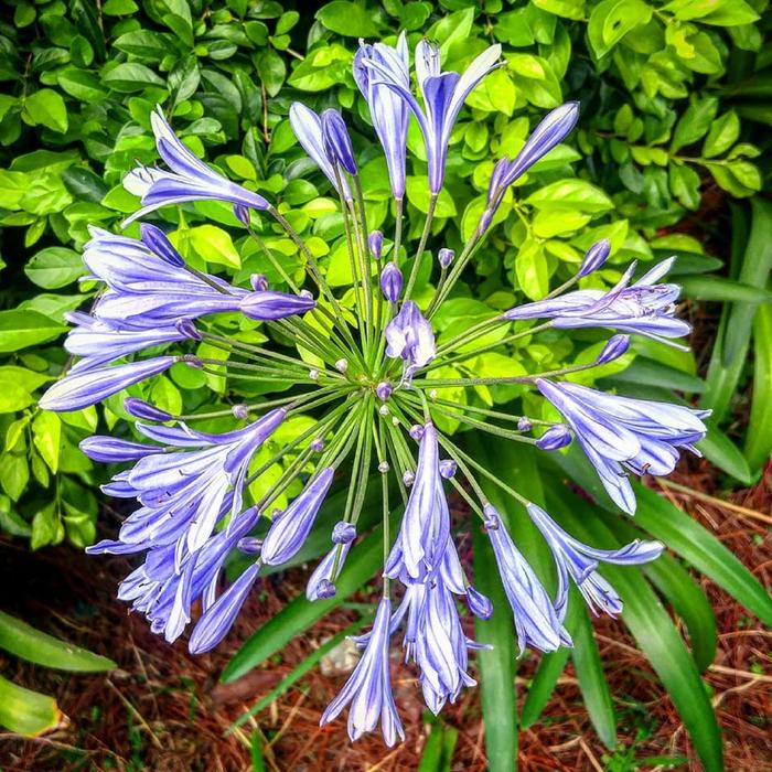 Plant God Flowers
