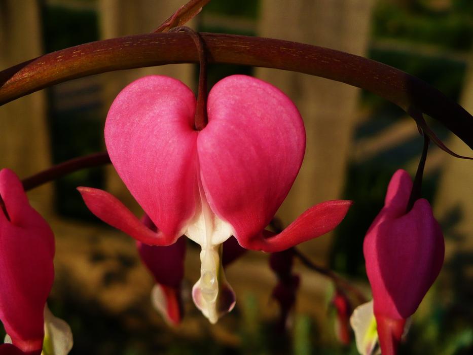 Heart Love flowers in garden