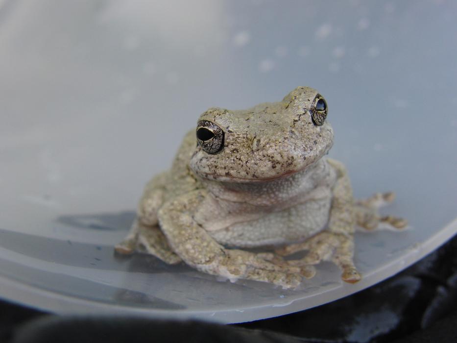 Toad Frog Animal