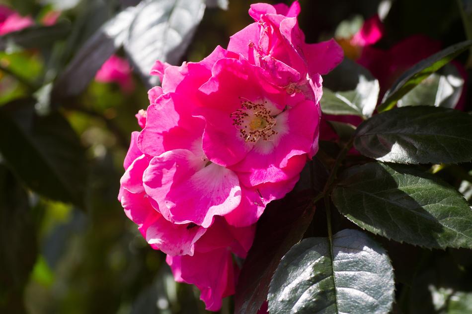 Pink Roses flowering