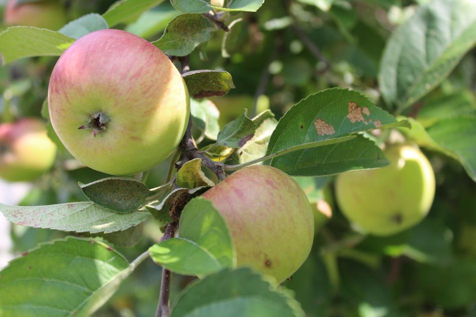 organic Apple Plants on Tree