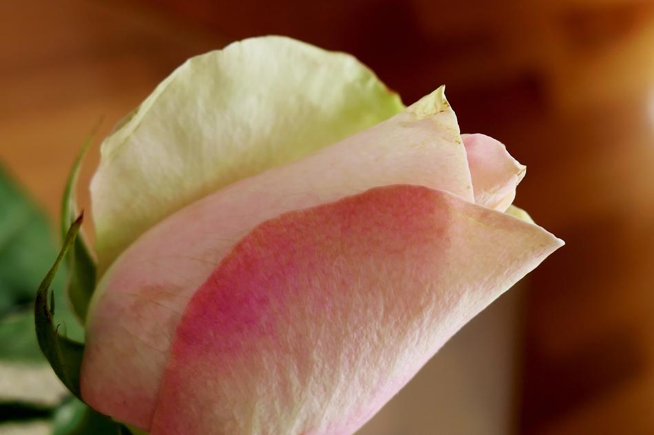 Rose Flower Blossom