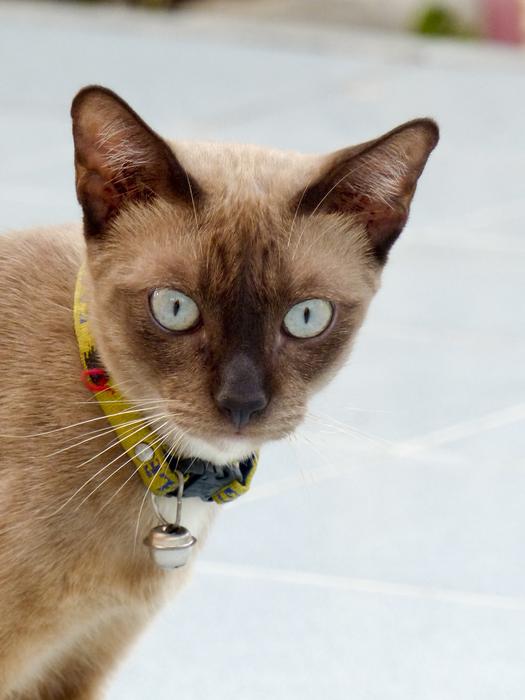 Cat Thailand Cute
