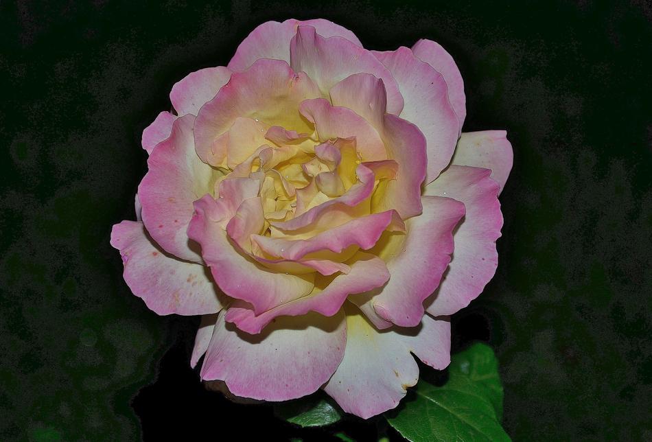 Roses Pink Family