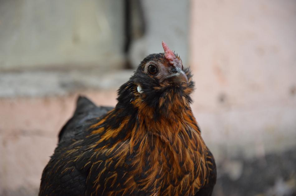 Chicken Brown Poultry Happy