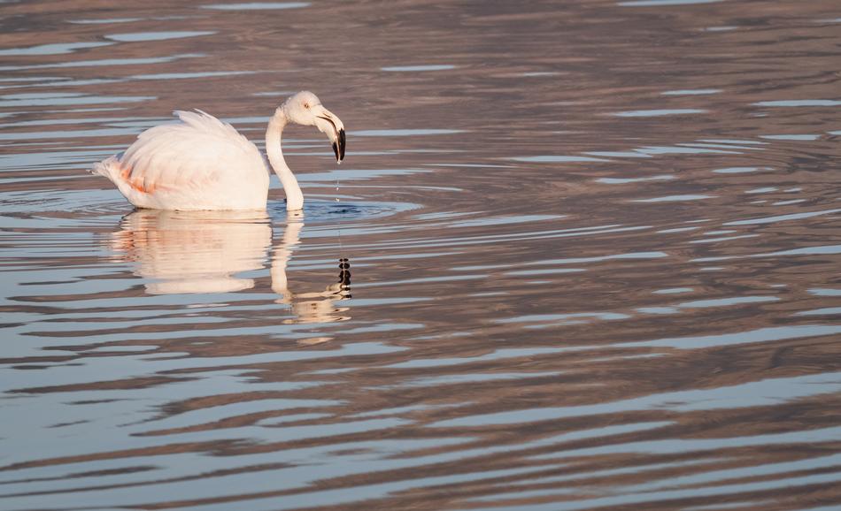 Greater Flamingo Swan