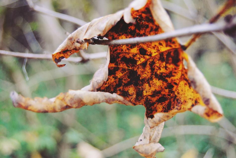 colorful autumn leaf