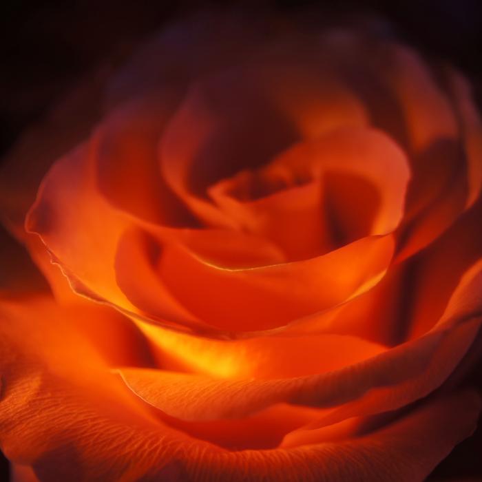 Rose Red Valentine